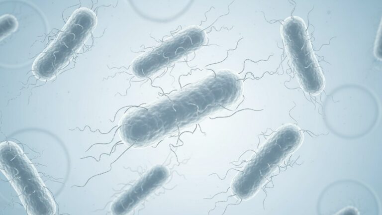 E. coli bacteria causing intestinal infection