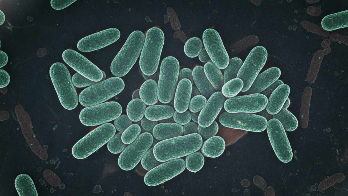 Faecalibacterium prausnitzii